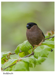 Bullfinch