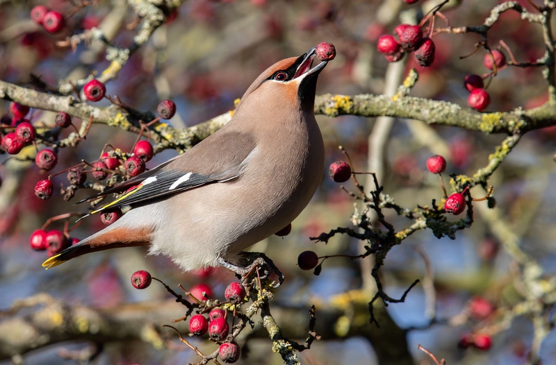 Waxwing - Hassop - Derbyshire