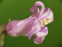 "Pink" Bluebell Close Up