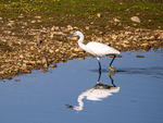 Little Egret