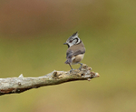 Crested Tit - Lophophanes cristatus