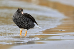 Kelp Goose (female) standing in sea, Carcass Island, Falklands