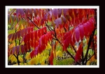 Rhus typhina 3.2