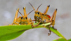 AnimalsCreatures _0096