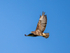 September 2024 - Common Buzzard