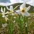 Poet's Narcissus (Narcissus poeticus) on the Piano Grande