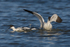 Avocets squabbling in the lagoon at Brownsea Island