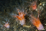 Psolus phantapus