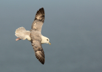 Fulmar