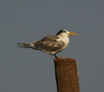 Great Crested Tern