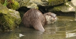 531 OTTER