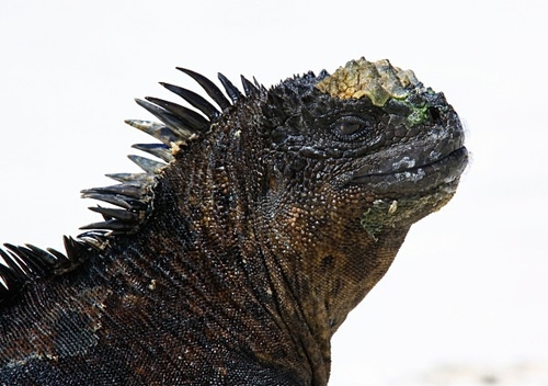 [align=center][size=11][b]Marine Iguana, Santa Cruz Island (Tortuga Bay), Galápagos Islands[/b][/size][/align]