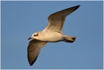 1st-yr Med Gull ( 1 )