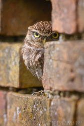 Little Owl
