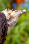 griffon vulture Gyps fulvus-7640