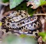 Female Adder