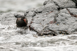 Blackish Oystercatcher (juvenile) legs submerged, Chanaral Island