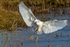 Little Egret (Egretta garzetta) landing