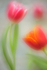 2.1 Tulips