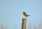 Whinchat