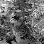 Corkscrew Swamp Sanctuary 2006