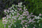 JUNE 2015-43