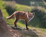 Fox cub