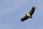 King Vulture portfolio