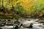 Tollymore Forest 2020 - A River Runs Through It