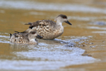 Crested Ducks arriving at beach, Carcass Island, Falklands