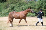 Class 4a Prettiest Mare 14.2hh and over hand portfolio