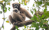 Hoolock Gibbon female with baby