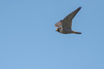 Peregrine Falcon