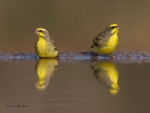Yellow-fronted Canary