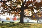 Fall Colors at Woodland