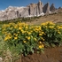 Marsh marigold (Caltha palustris