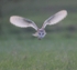 Barn Owl