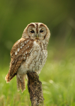 Tawny Owl