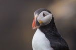 Puffin Portrait