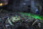Common toad, Bristol UK