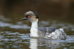 Silvery Grebe, Sea Lion Island, The Falkland Islands