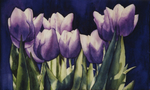 Purple Tulips