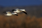 Ross's Goose portfolio