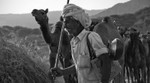 The Camel Run