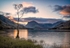 Lone Tree at Buttermere copy