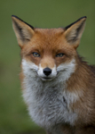 RED FOX REF RF2/7