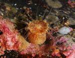 Hormathia coronata