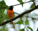 Baltimore Oriole portfolio