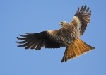 Red Kite 1
