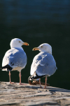 Herring Gulls Torquay Harbour  _DEV003